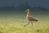 Black-tailed godwit Poster och Canvastavla
