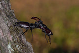 Stag beetles, Lucanus cervus Poster och Canvastavla