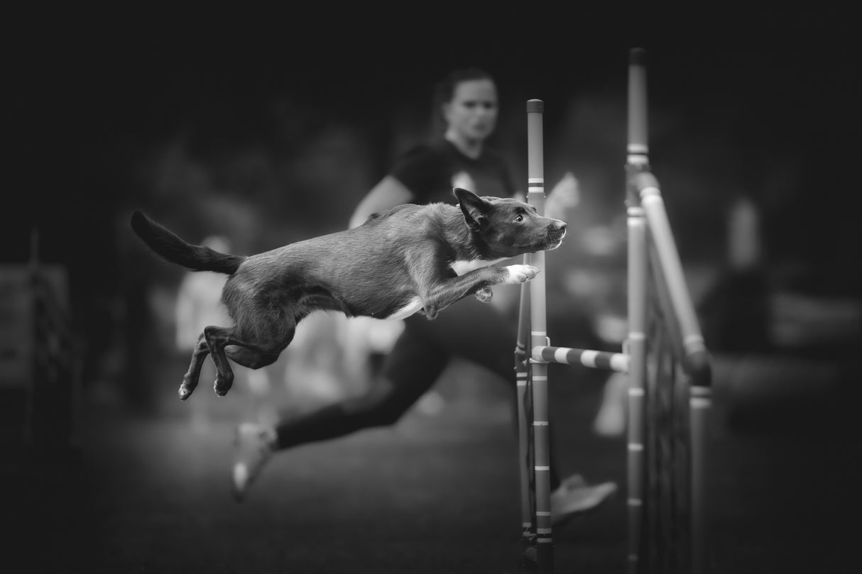 ... concentrated jump ... Poster och Canvastavla