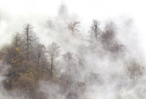 Misty forest Poster och Canvastavla