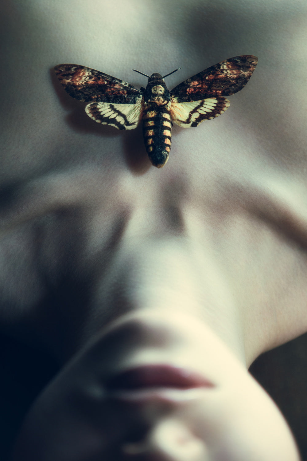 Moth Poster och Canvastavla