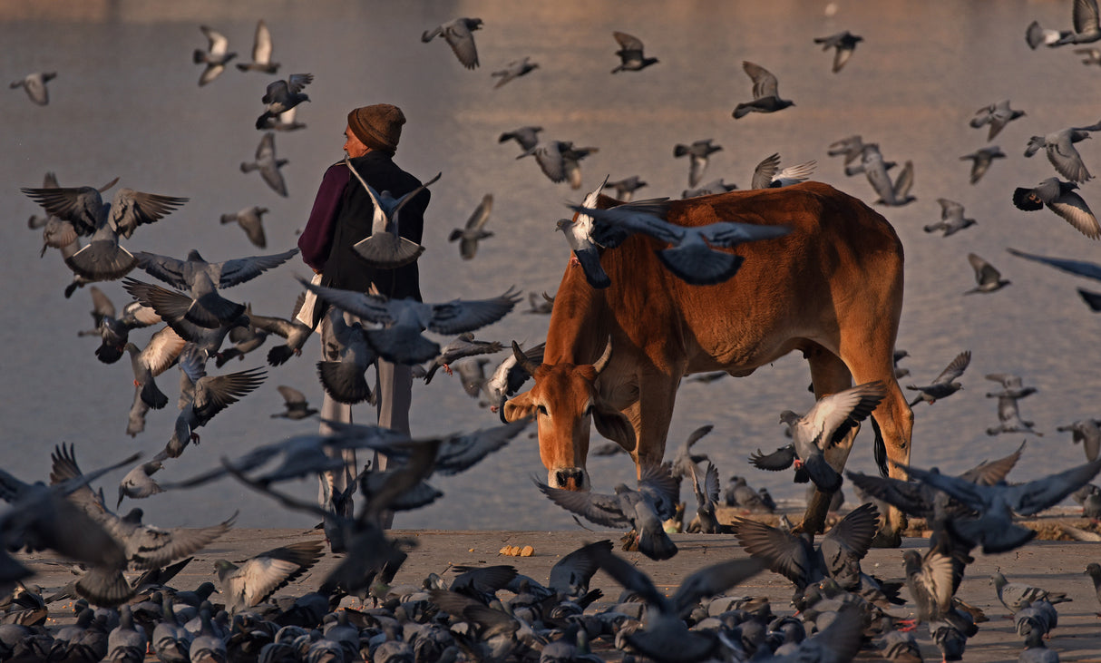 The pilgrim and a curious cow Poster och Canvastavla