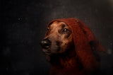 The Night-Watchman Poster och Canvastavla