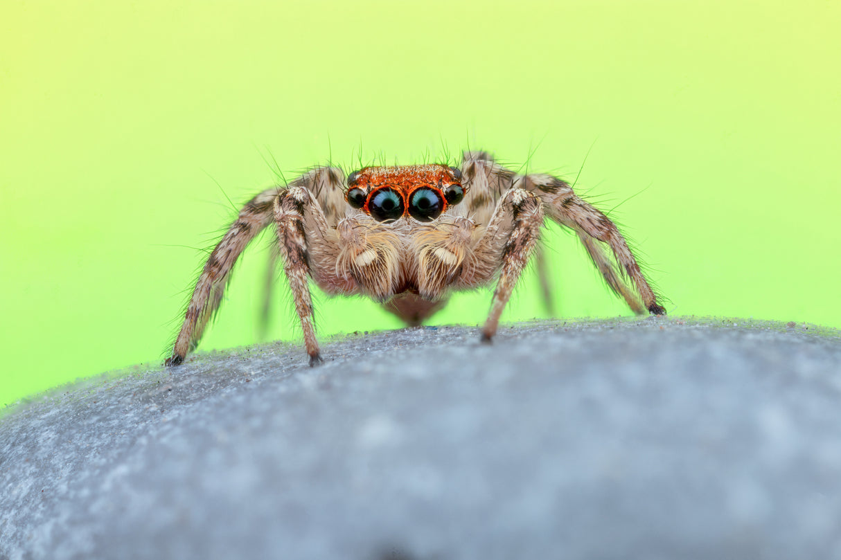 Jumping spider Poster och Canvastavla