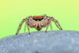 Jumping spider Poster och Canvastavla