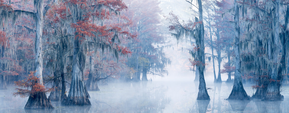 Autumn Cypress Poster och Canvastavla