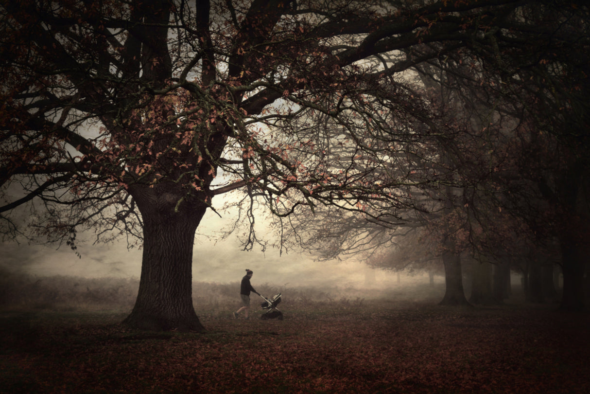 Dark Side of the Woods... Poster och Canvastavla