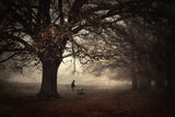 Dark Side of the Woods... Poster och Canvastavla