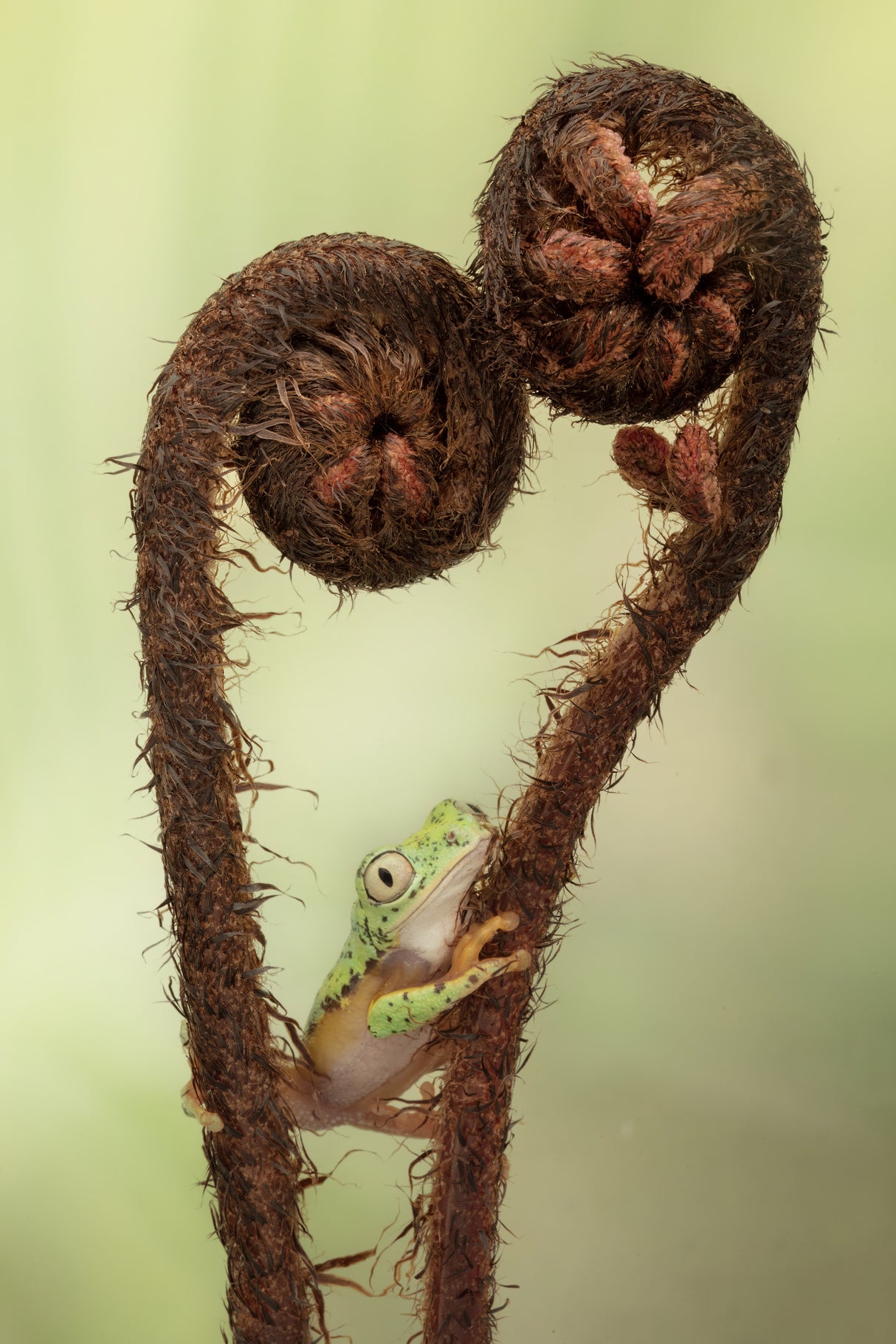 Spring is in the Air with Lemur Tree Frog Poster och Canvastavla