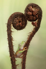 Spring is in the Air with Lemur Tree Frog Poster och Canvastavla