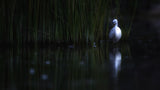Little egret Poster och Canvastavla