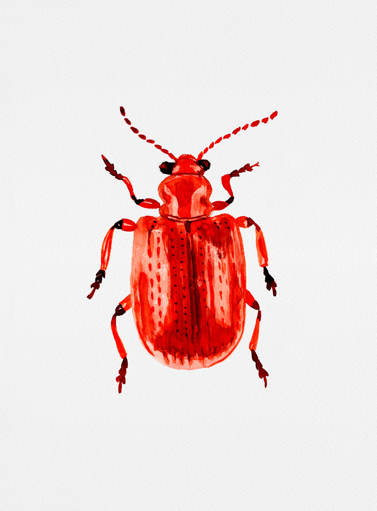 Onion beetle or Lilioceris merdigera Poster och Canvastavla
