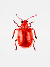 Onion beetle or Lilioceris merdigera Poster och Canvastavla