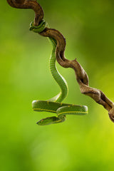 Side-striped Palm Pitviper Poster och Canvastavla