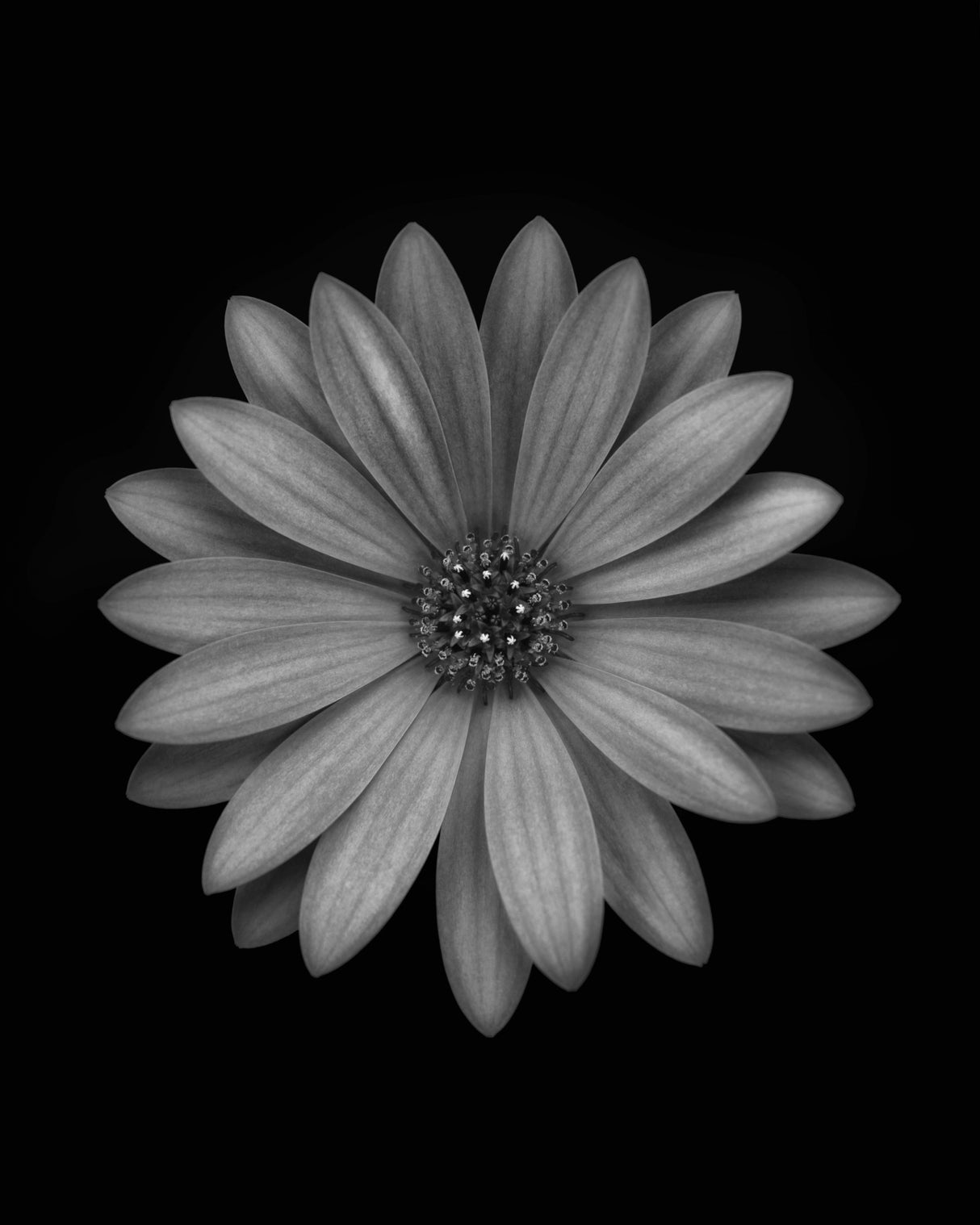 Osteospermum Poster och Canvastavla