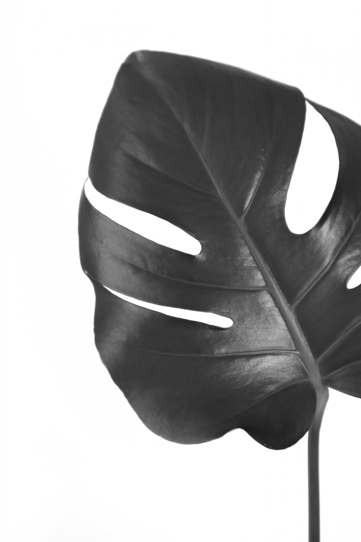 Gray monstera leaf Poster och Canvastavla