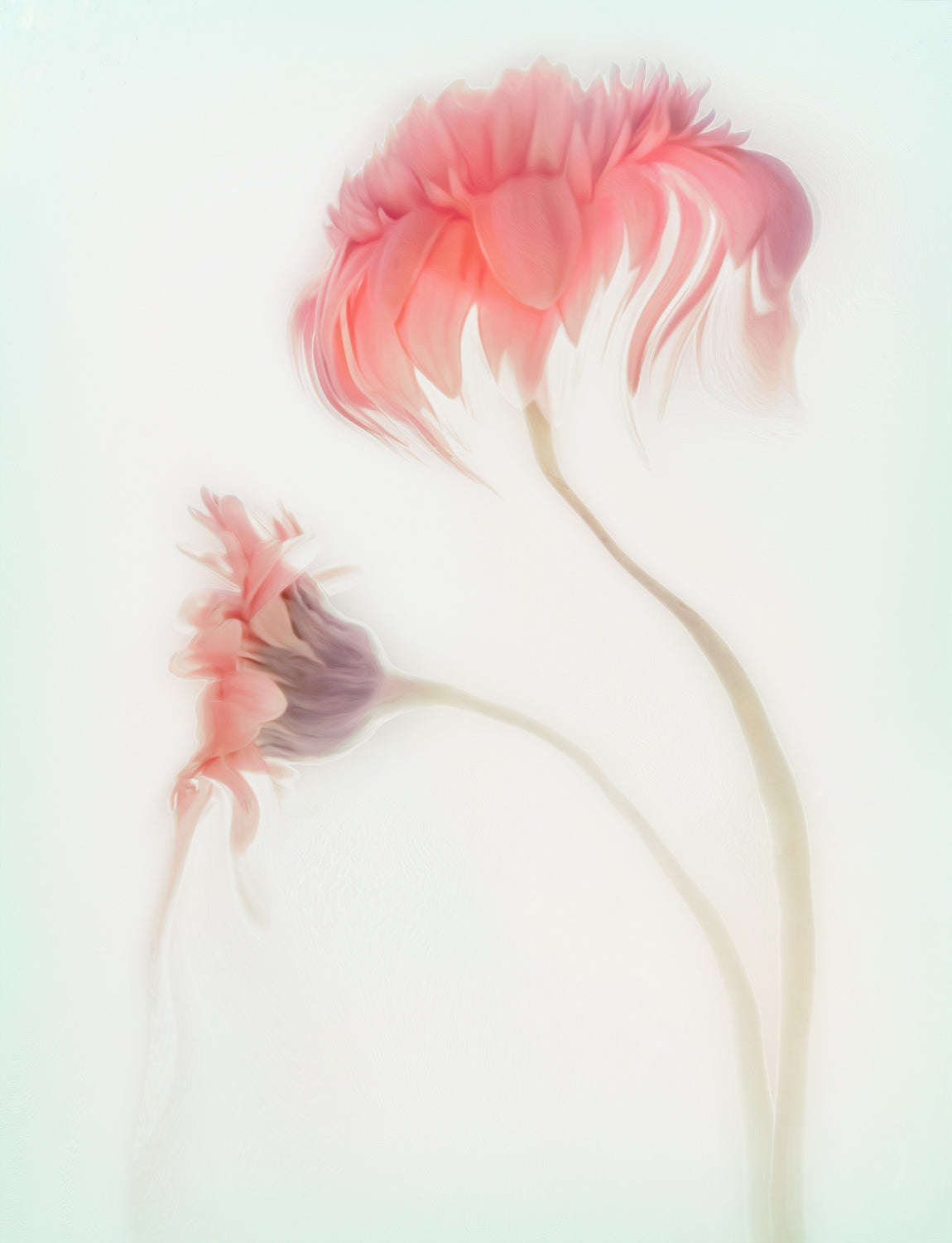 Fragile Beauty Poster och Canvastavla