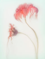 Fragile Beauty Poster och Canvastavla