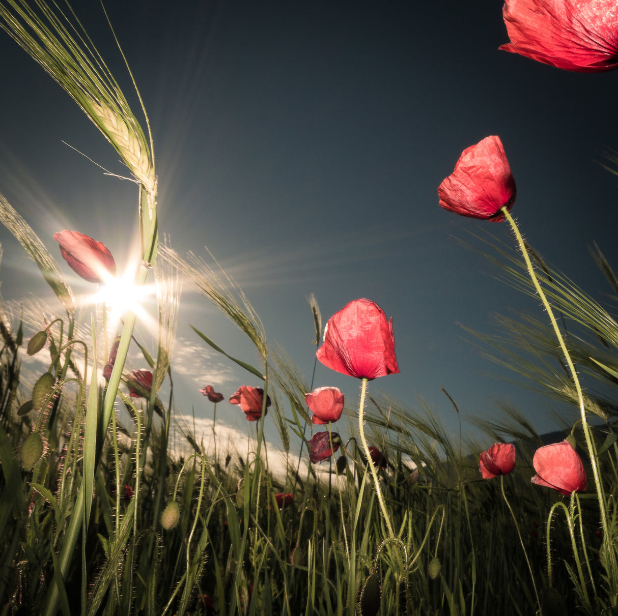 Summer is Here Poster och Canvastavla