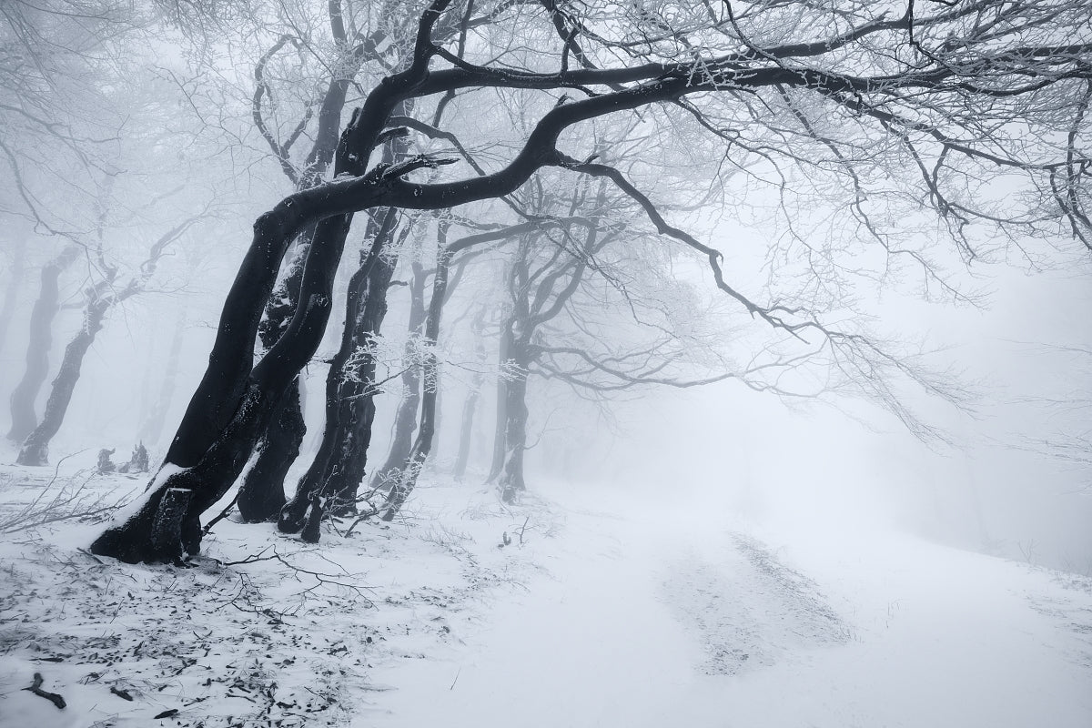 In the winter forest Poster och Canvastavla