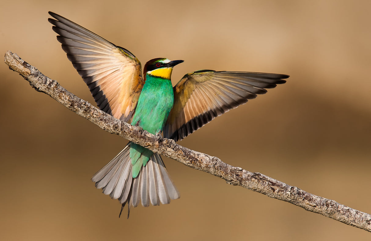 Bee-eater Poster och Canvastavla