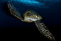 Into the deep blue sea Poster och Canvastavla