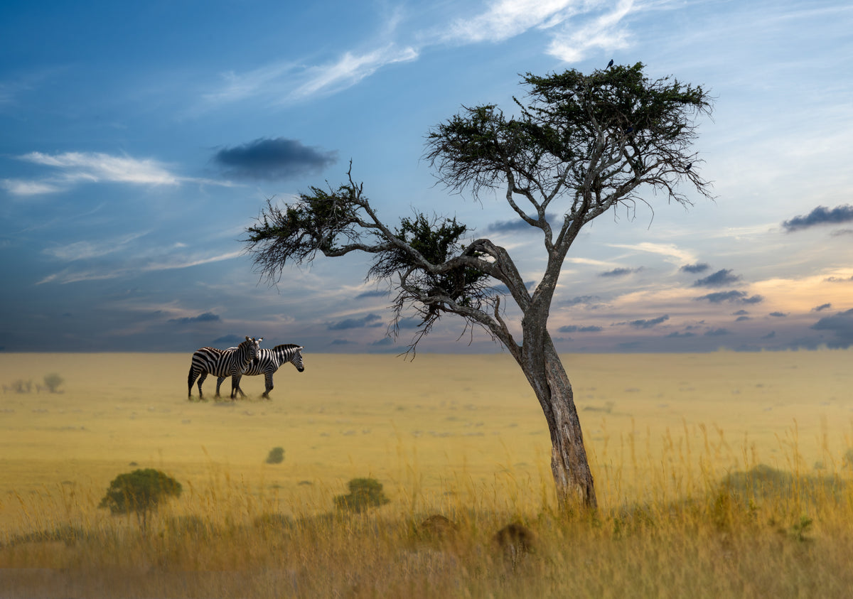 Nature’s Harmony Poster och Canvastavla