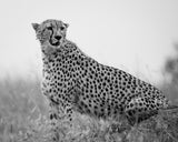 Cheetah .. Mara triangle Poster och Canvastavla