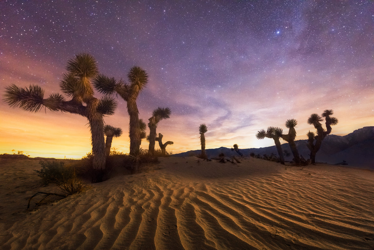 Lost Souls Poster och Canvastavla