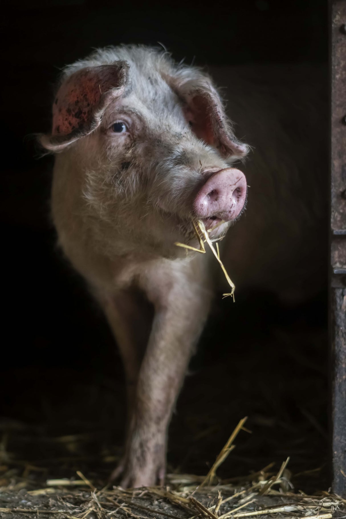 The luscious pig Poster och Canvastavla