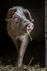 The luscious pig Poster och Canvastavla