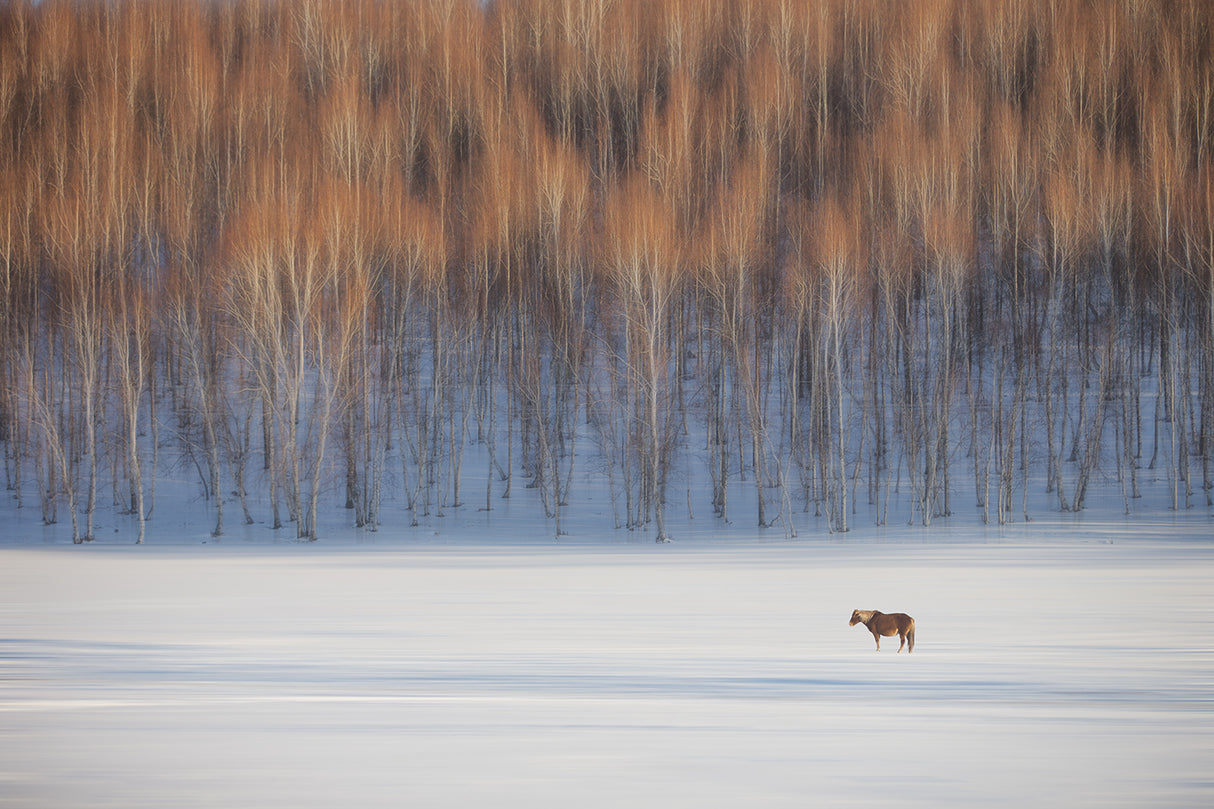 The winter Poster och Canvastavla