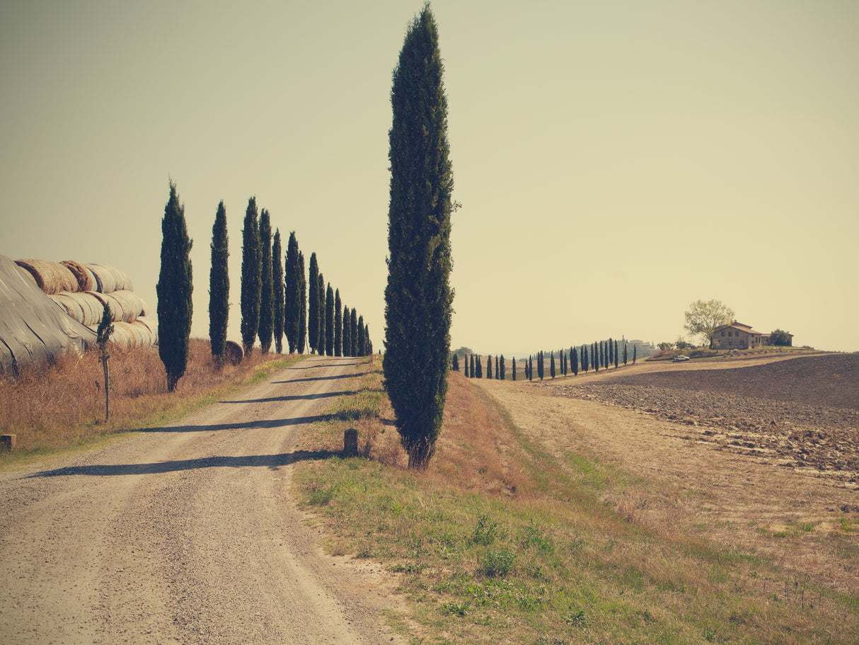 Tuscan countryside Poster och Canvastavla