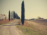 Tuscan countryside Poster och Canvastavla