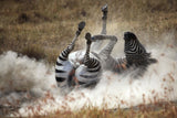 Dust bath Poster och Canvastavla