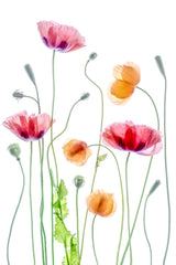 Poppies Poster och Canvastavla