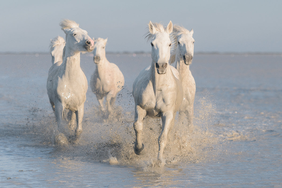 horses Poster och Canvastavla