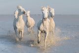 horses Poster och Canvastavla