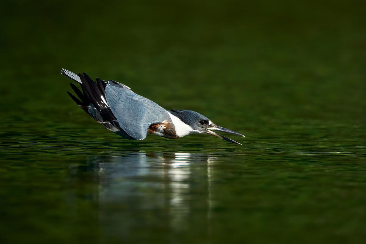 Kingfisher in action Poster och Canvastavla