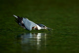 Kingfisher in action Poster och Canvastavla