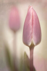 Pink Tulips Poster och Canvastavla