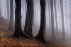 In the misty forest Poster och Canvastavla
