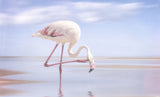 flamingo Poster och Canvastavla
