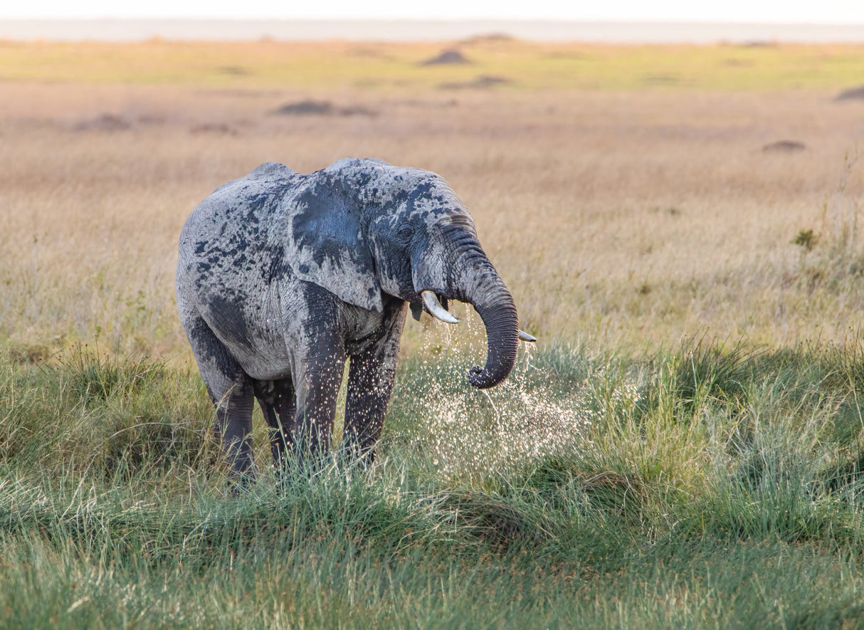 Elephant Evening Bath Poster och Canvastavla