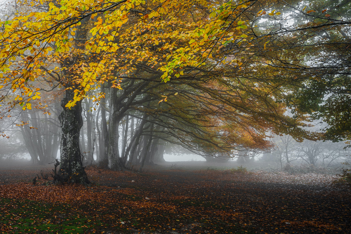 Forest with fog Poster och Canvastavla