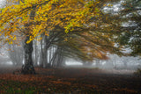 Forest with fog Poster och Canvastavla