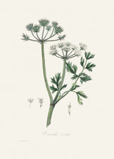 Water Dropwort (onanthe Grocata) Medical Botany Poster och Canvastavla