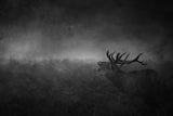 The Call of Darkness... Poster och Canvastavla
