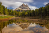 Tree Cime! Poster och Canvastavla