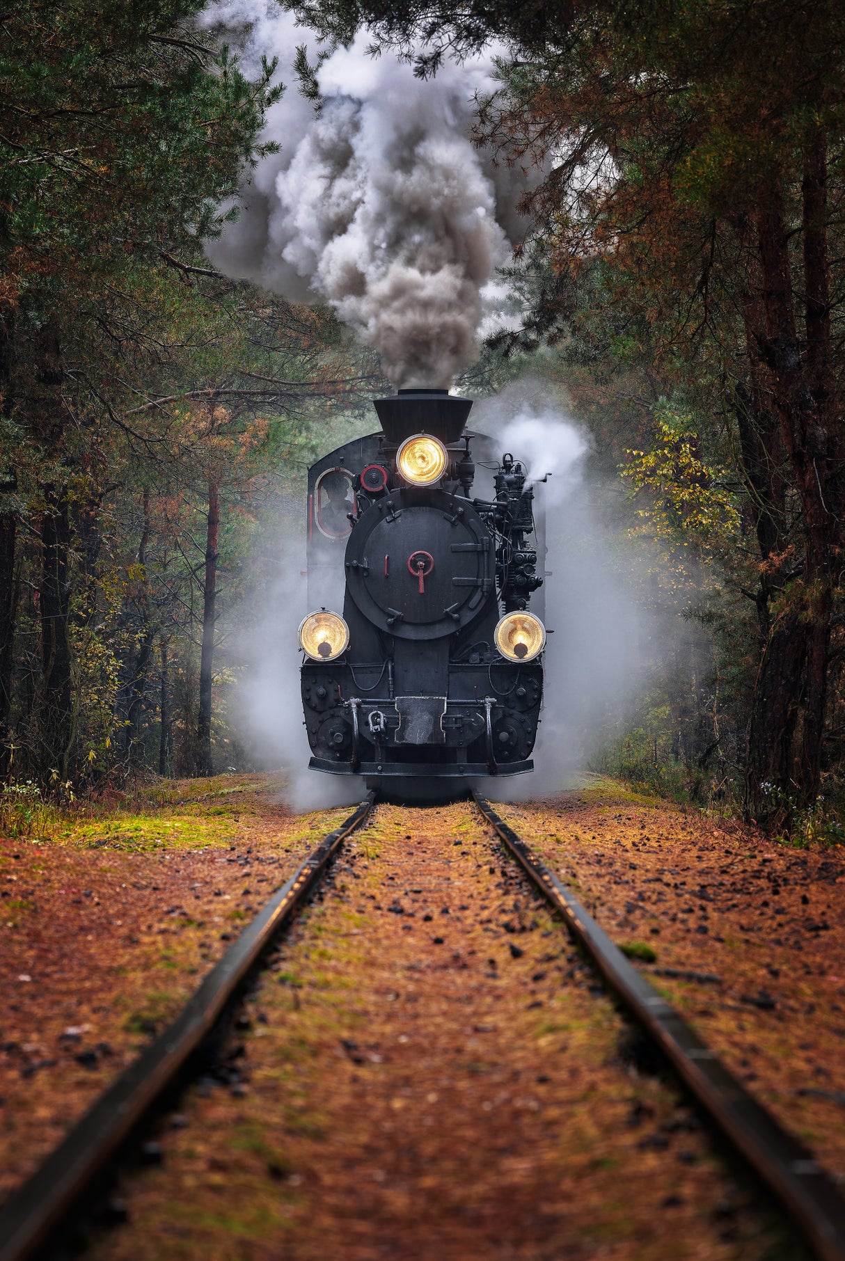 Through the autumn forest Poster och Canvastavla